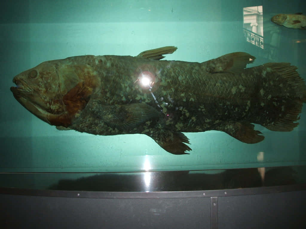 Preserved Coelacanth Exhibit Wallpaper