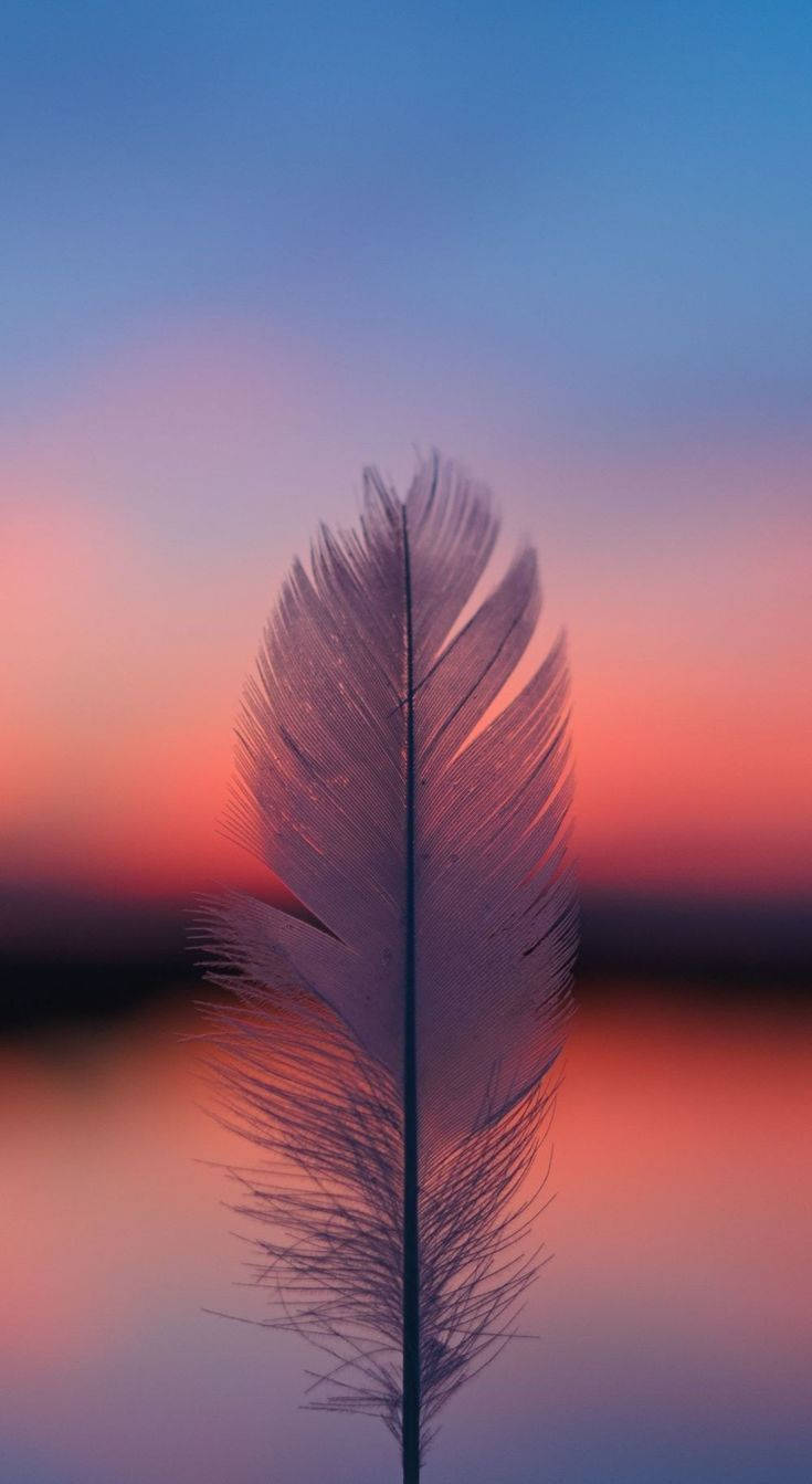 Pretty Background Sunset iPhone Feather Wallpaper