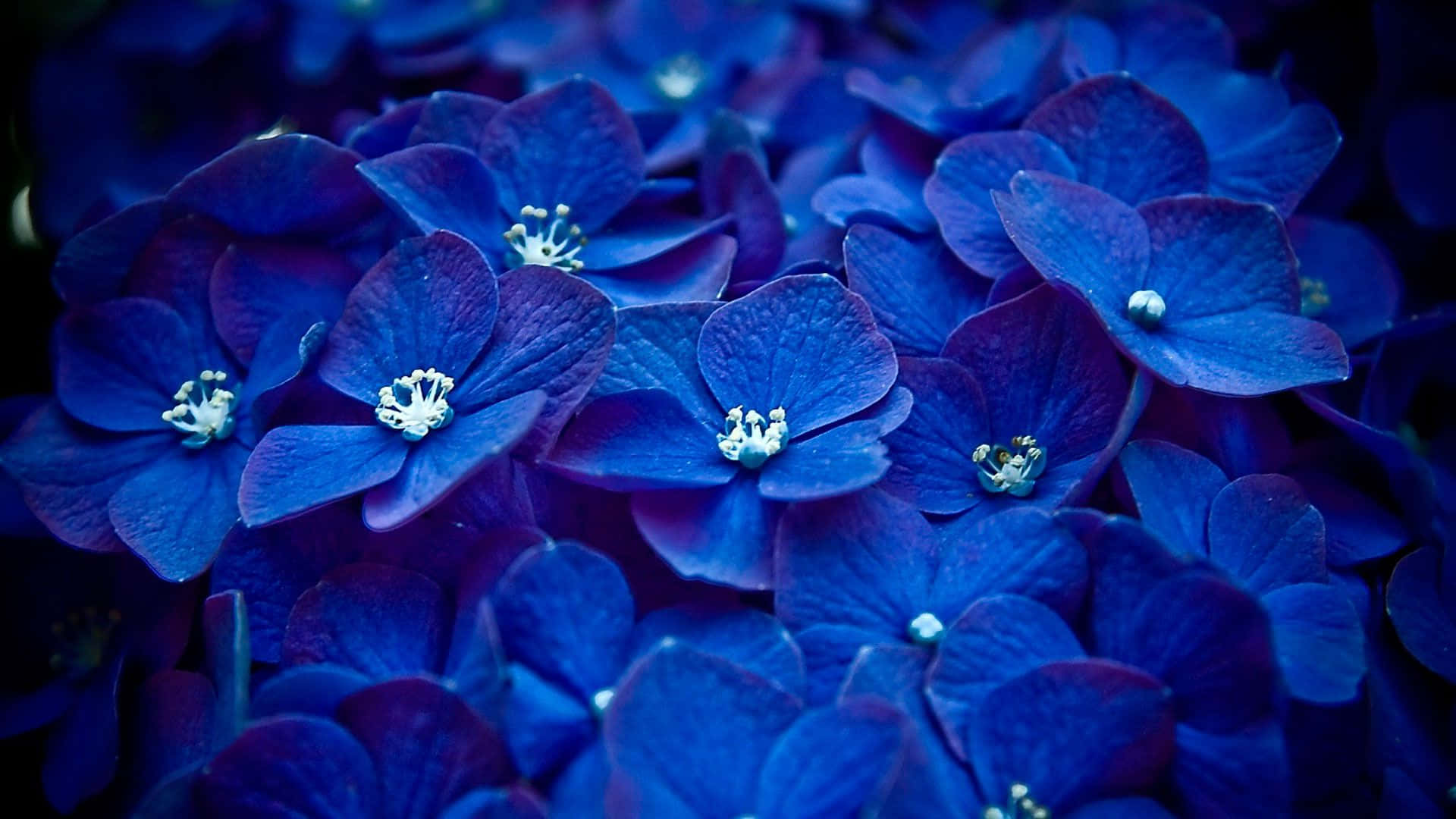 Blåablommor I Mörkret