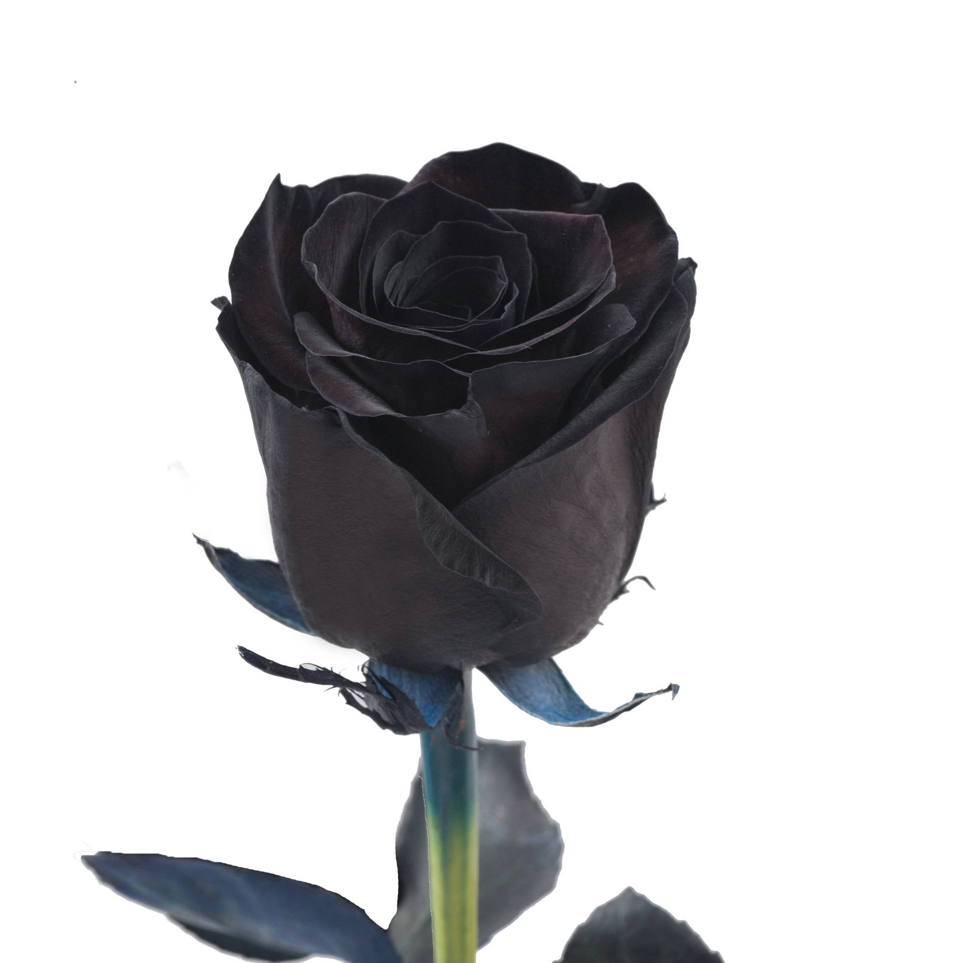 Pretty Black Rose Wallpaper