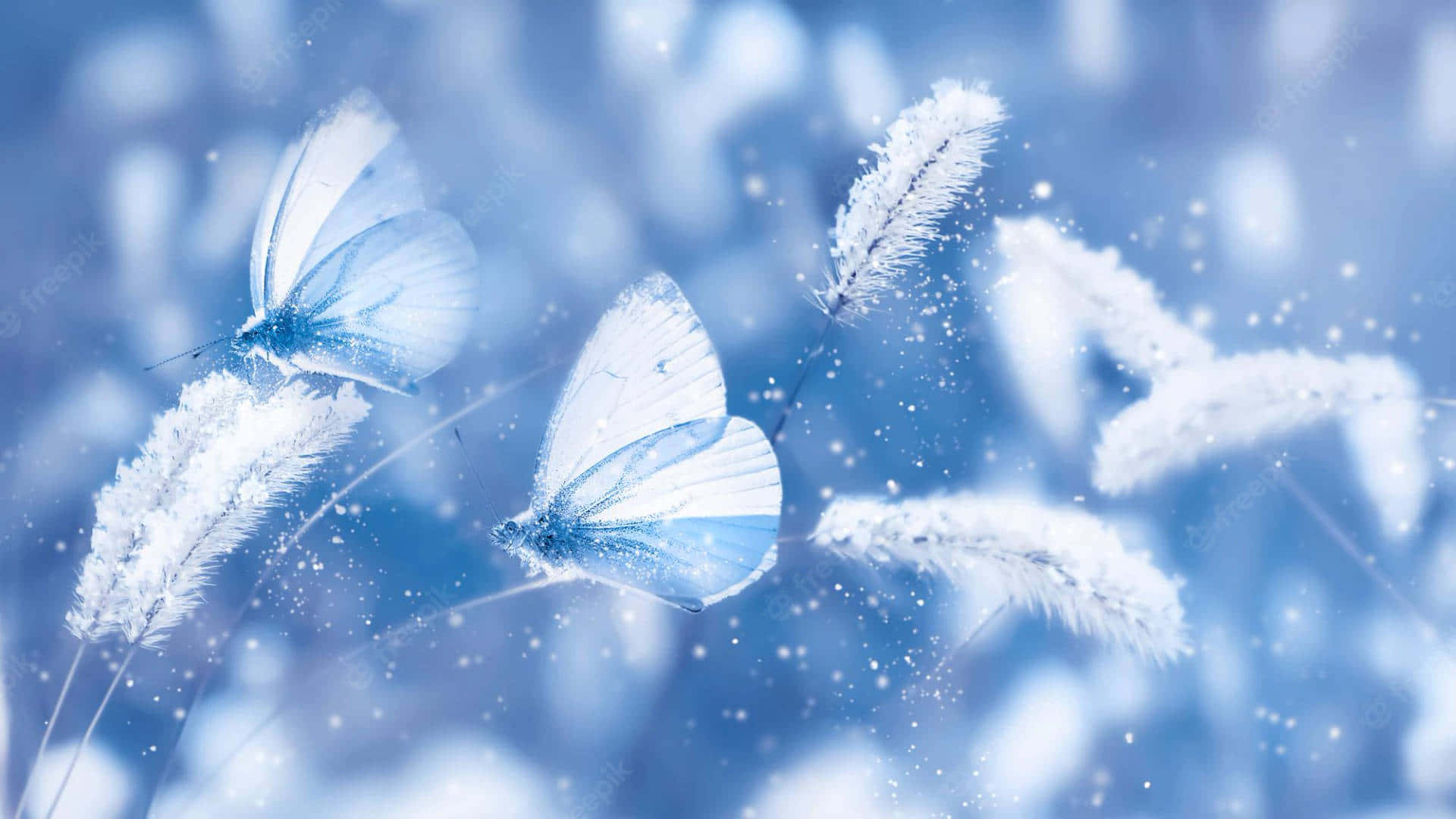 Zweiblaue Schmetterlinge Fliegen Im Schnee.