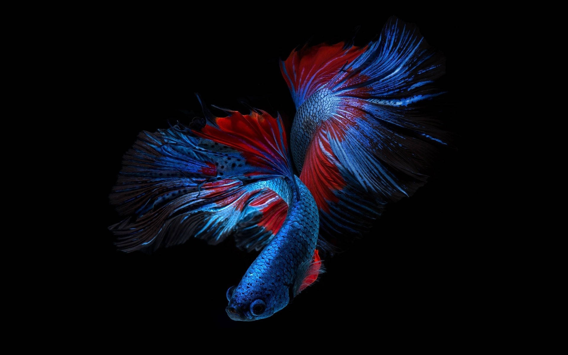 Siamese Fighting Fisk i smukke blå og røde skaber en interessant dekoration. Wallpaper