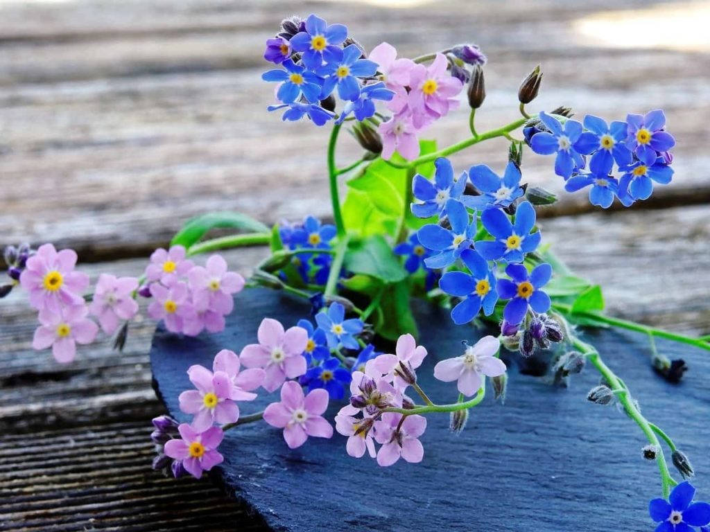 Pretty Blue-pink Forget Me Not Flowers Background