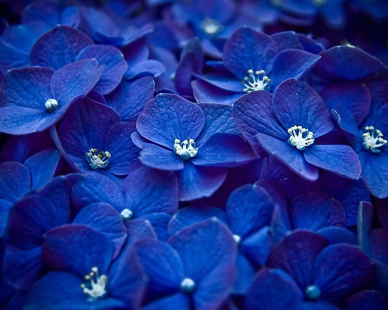 Floresde Hortênsias Azuis Bonitas. Papel de Parede