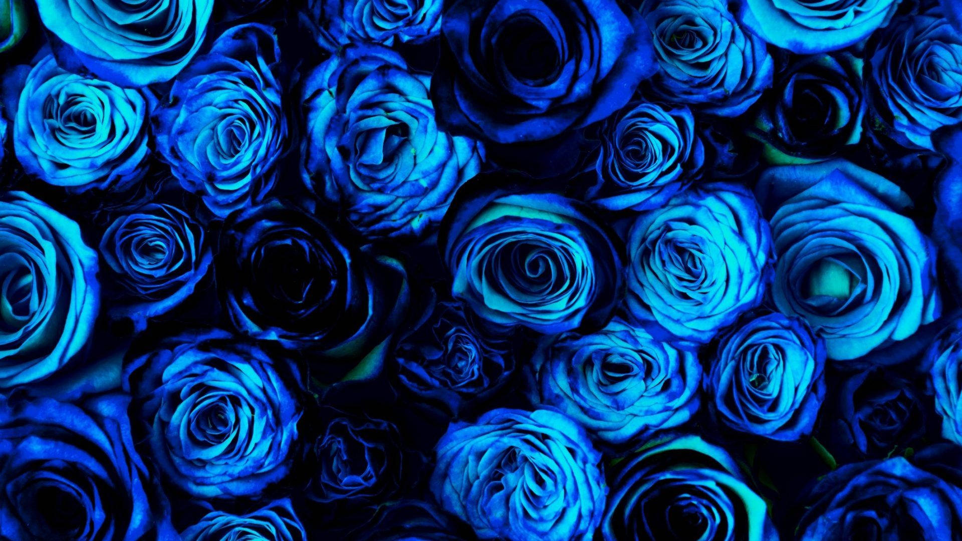 Hübscheblaue Rosenblumen Wallpaper