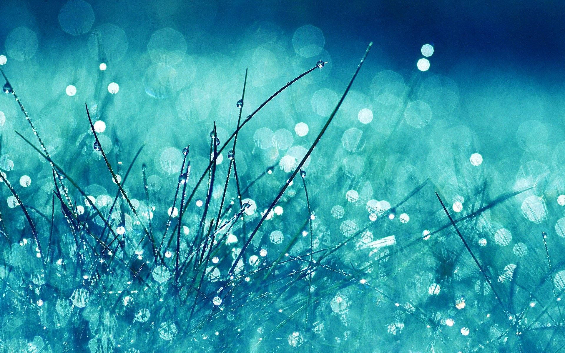 A Close Up Of Grass With Rain Drops On It Wallpaper