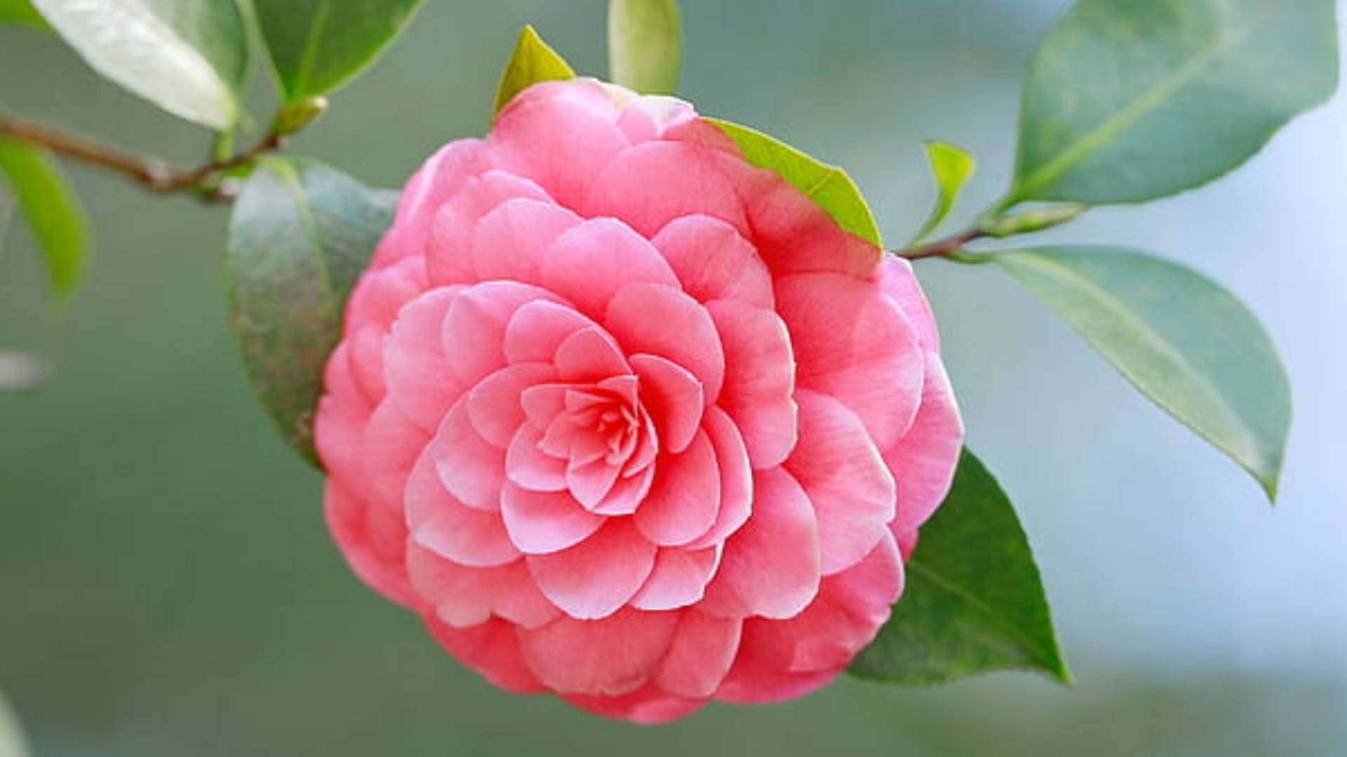 Smuk Camellia Sasanqua Blomst Wallpaper