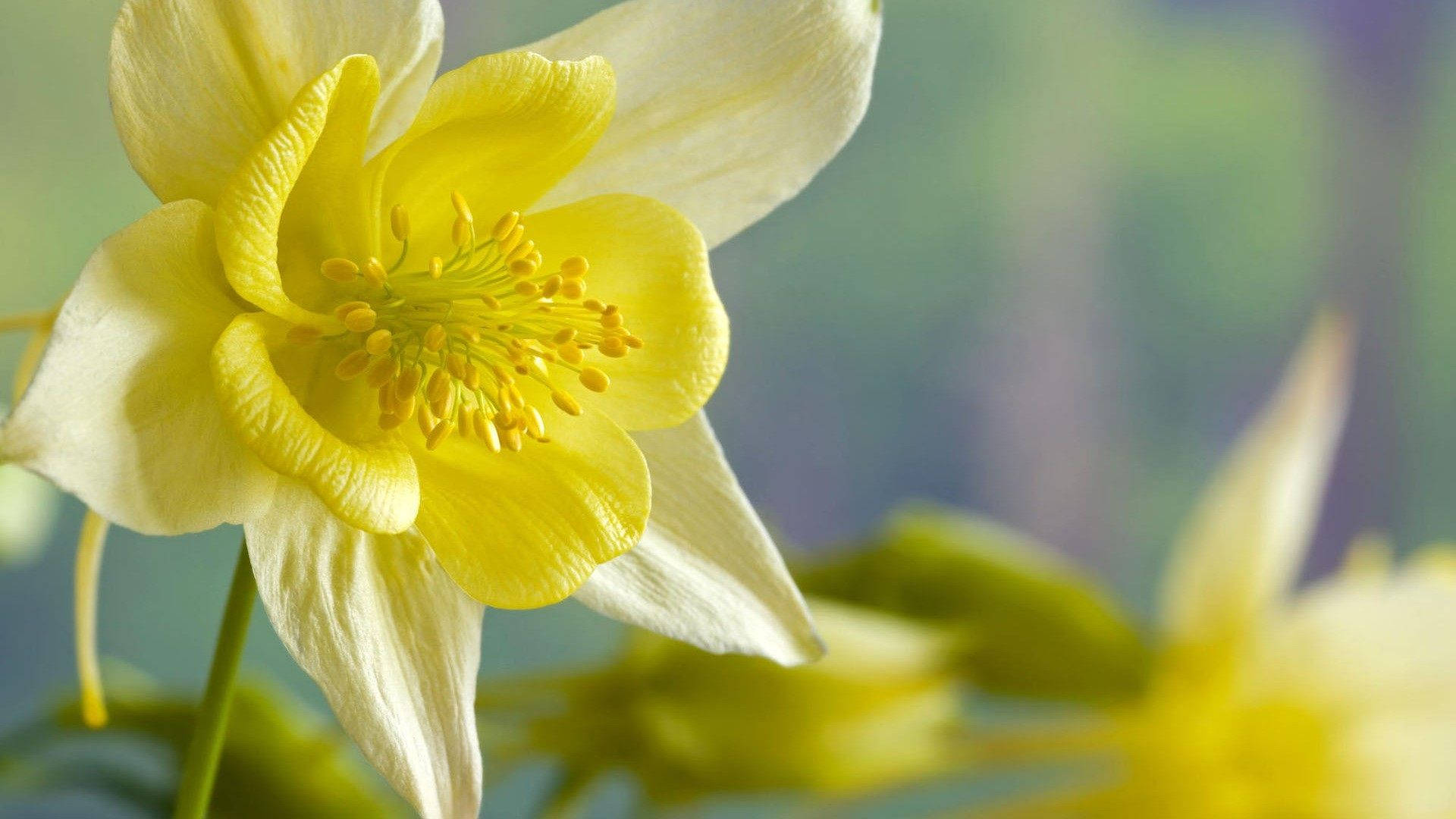 Pretty Daffodils Focus Blurred