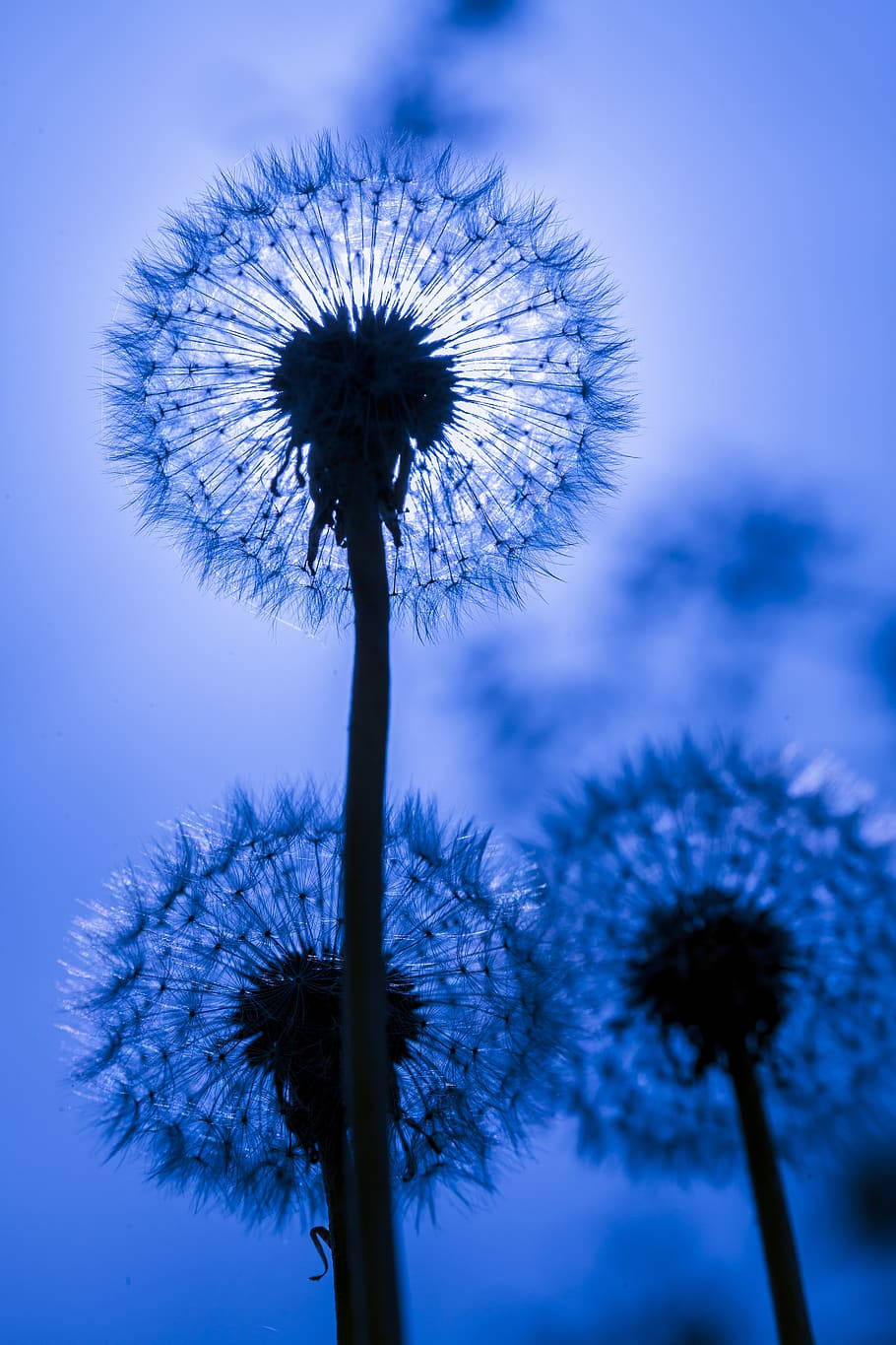 Pretty Dandelion Blue Flower Iphone Wallpaper