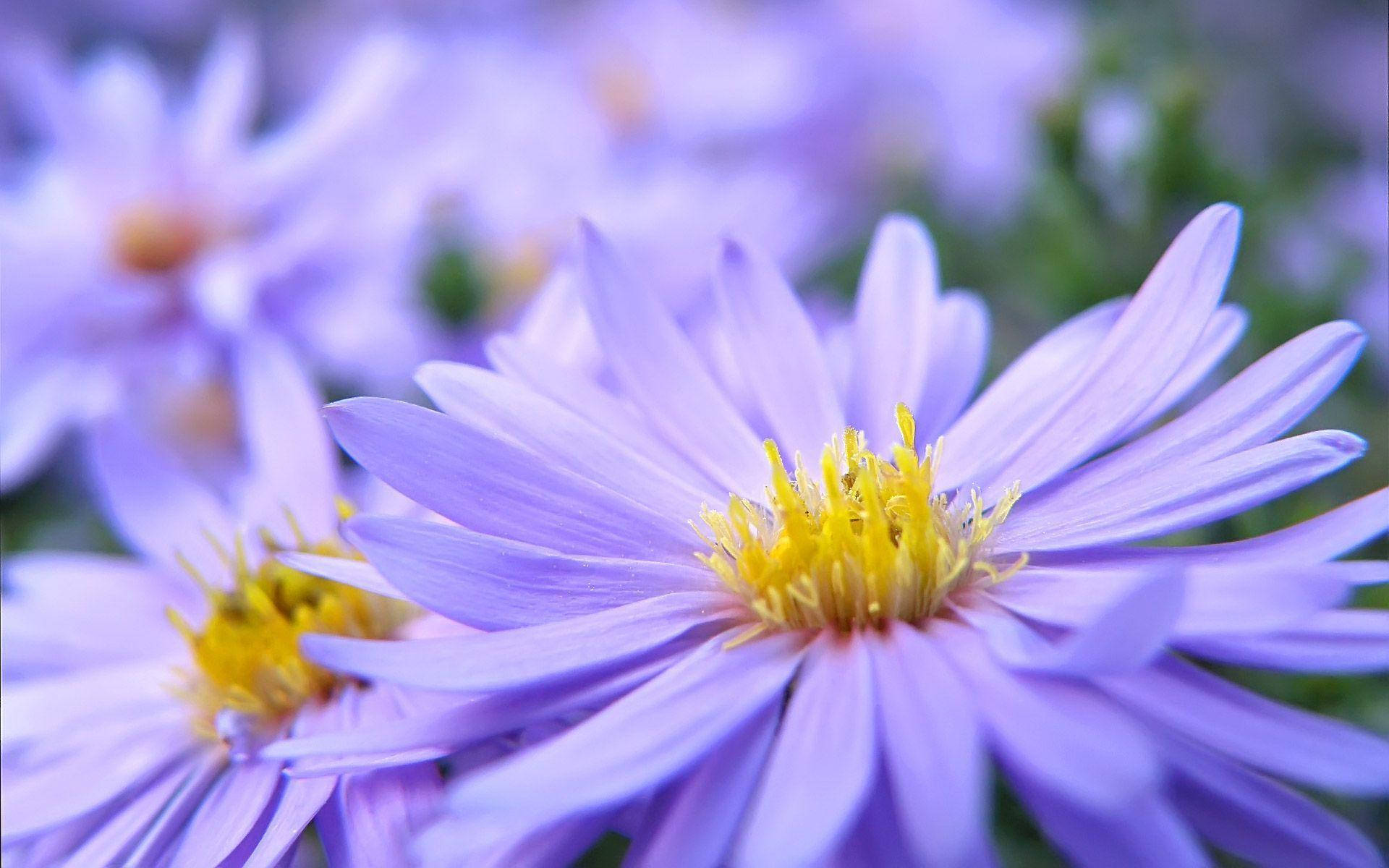 Bella Margherita Viola Da Tavolo Sfondo