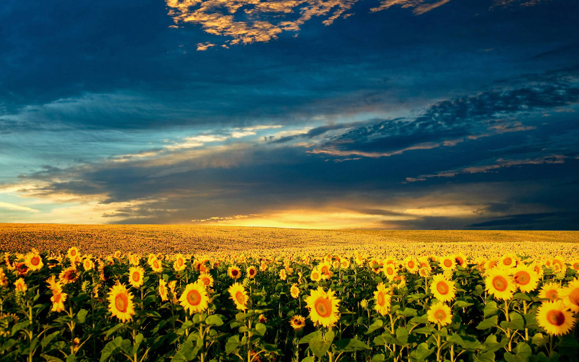 Pretty Desktop Sunflower Field Wallpaper