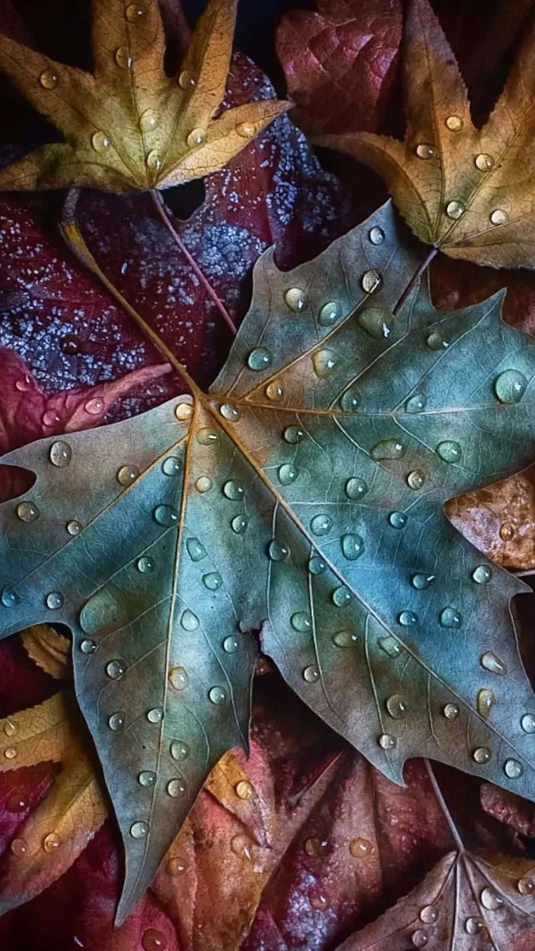 Goditila Bellezza Dell'autunno Con Queste Incredibili Immagini Di Sfondo Autunnale.