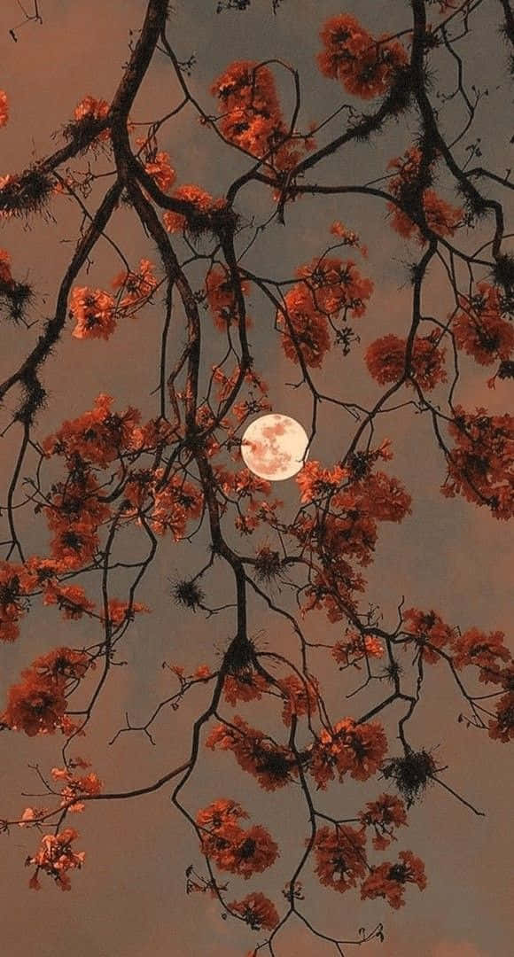 Enröd Måne Syns Genom En Gren Av Ett Träd.