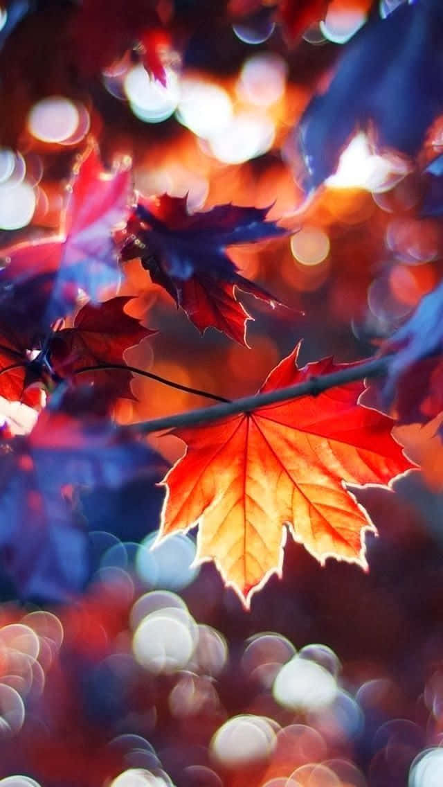 Enjoy the season of Pretty Fall