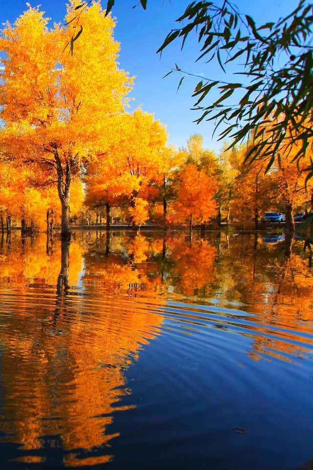 A Lake With Trees And A Reflection Of Yellow