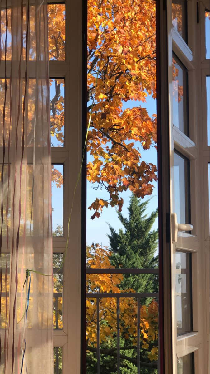 A Window With A View Of A Tree