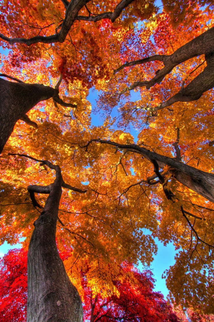 Enjoy These Breathtaking Views of Fall