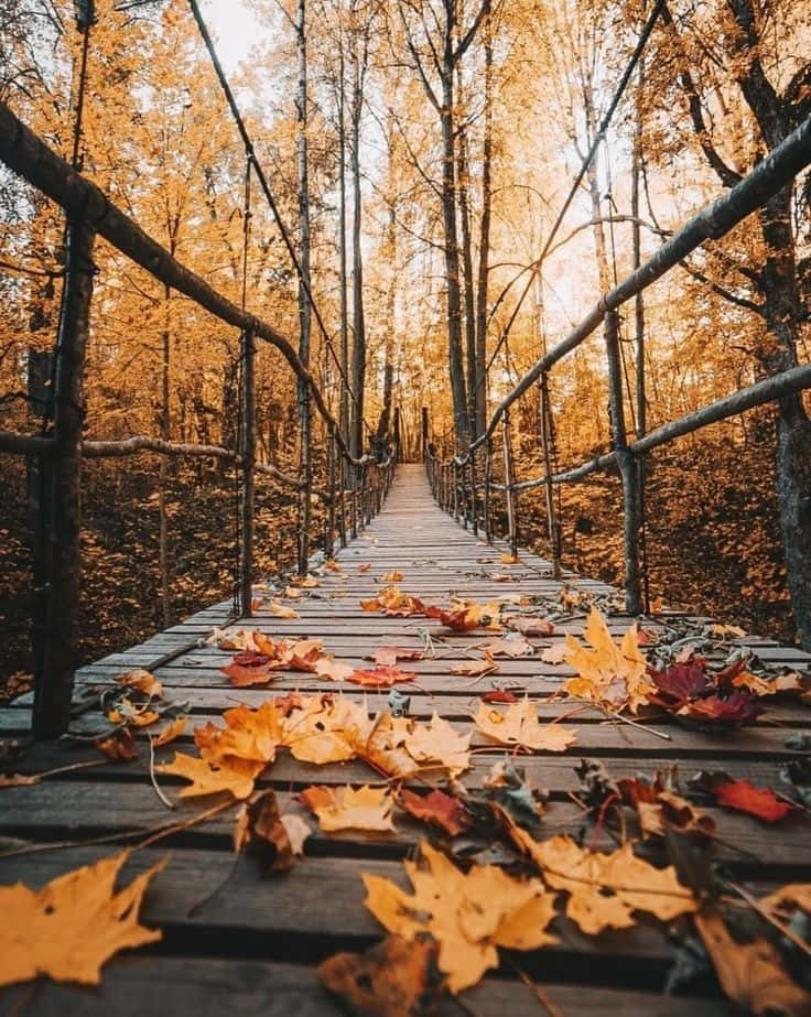 Catturala Bellezza Dell'autunno Con Una Graziosa Immagine Autunnale.