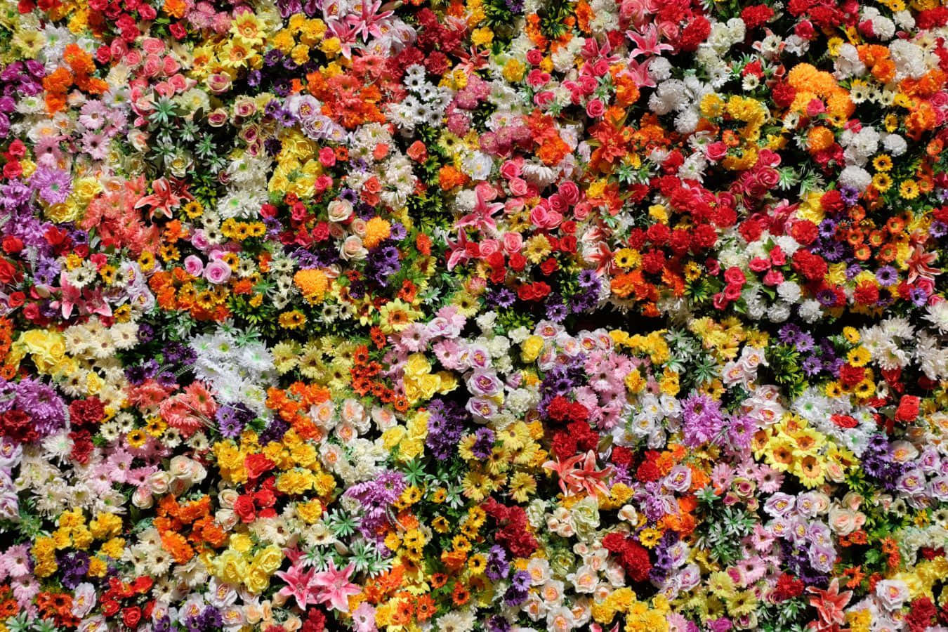 Hübschesblumenbild Im Format 1350 X 900