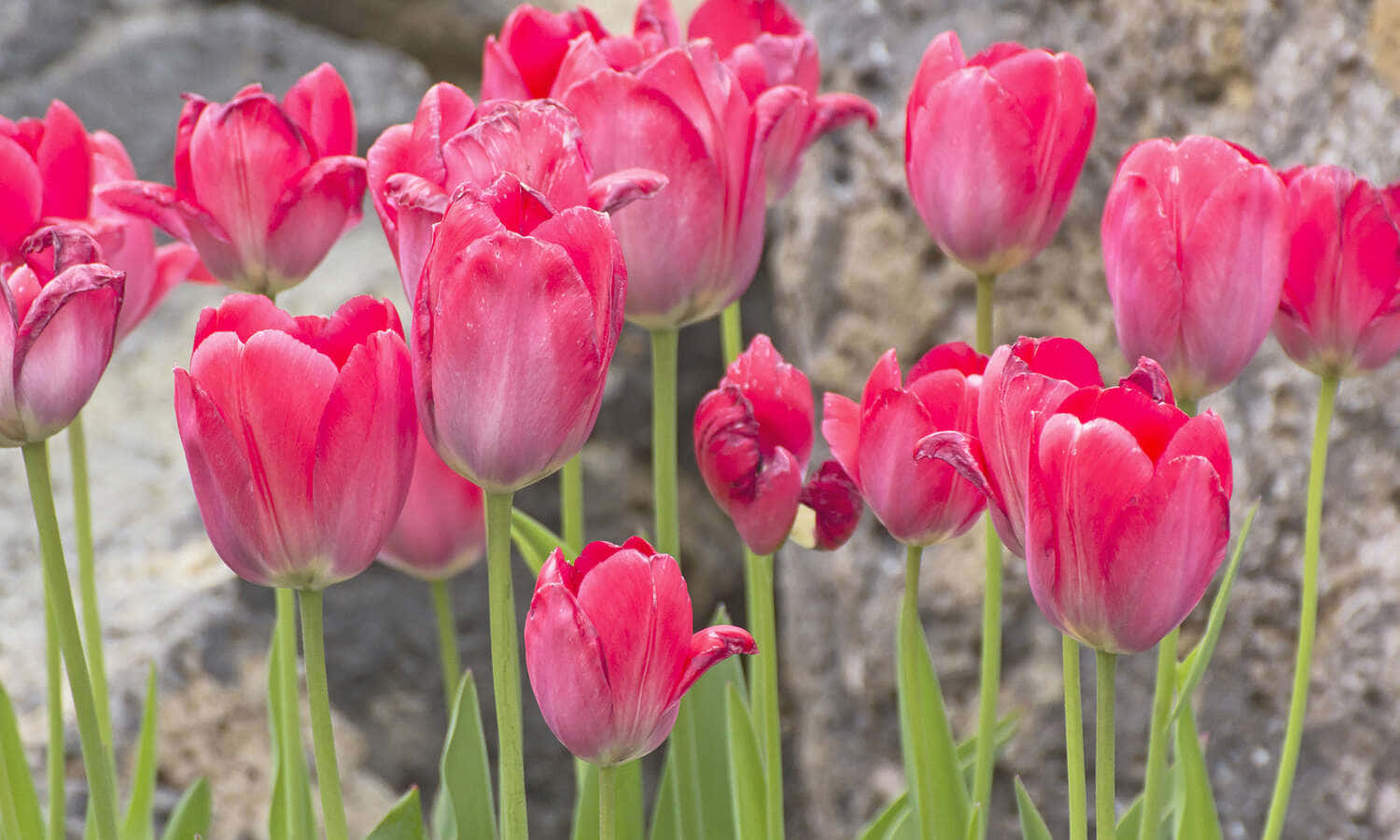 Stunning Bloom of a Colorful Pretty Flower