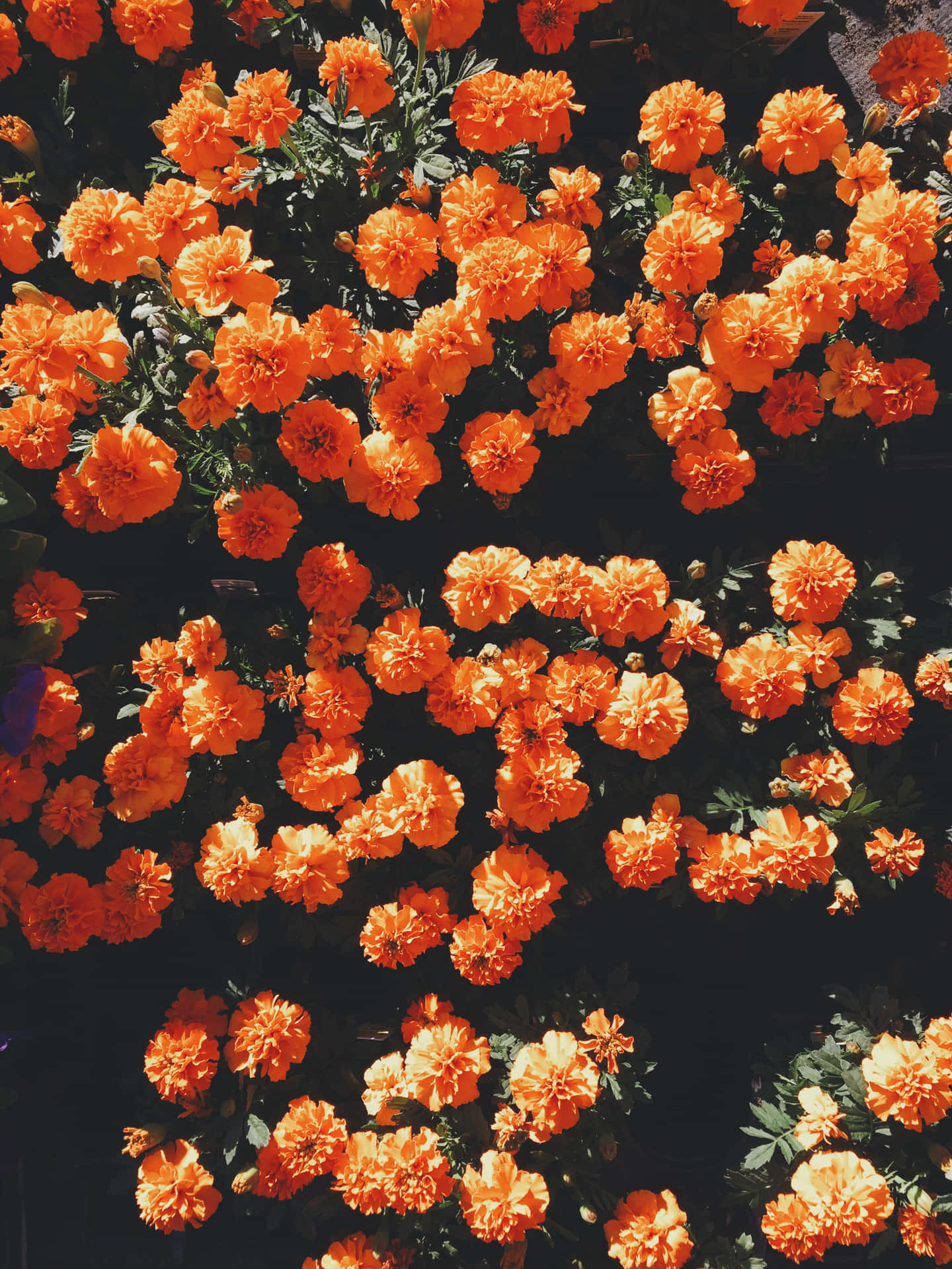 Orangeblommor I En Trädgård. Wallpaper