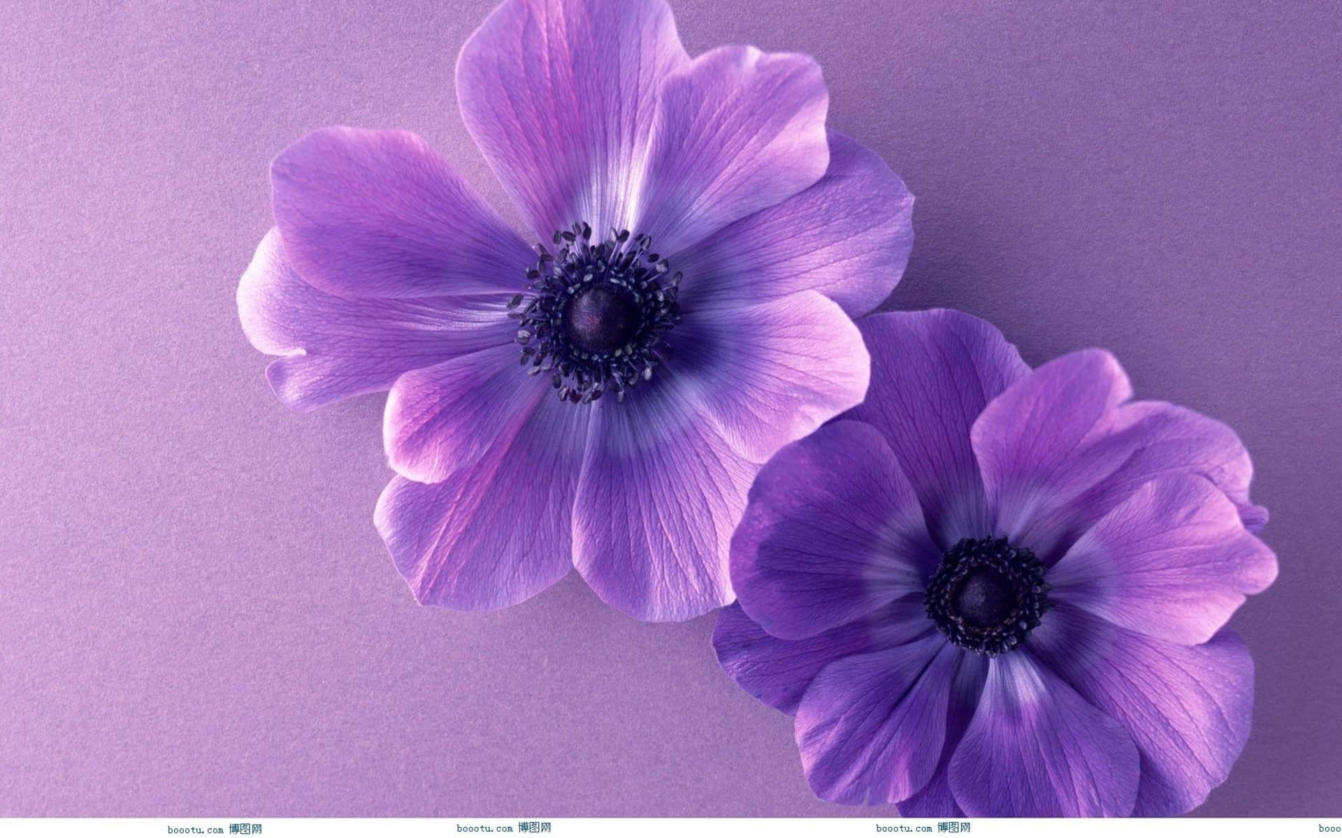 Njutav Naturens Skönhet - Vacker Blomma. Wallpaper