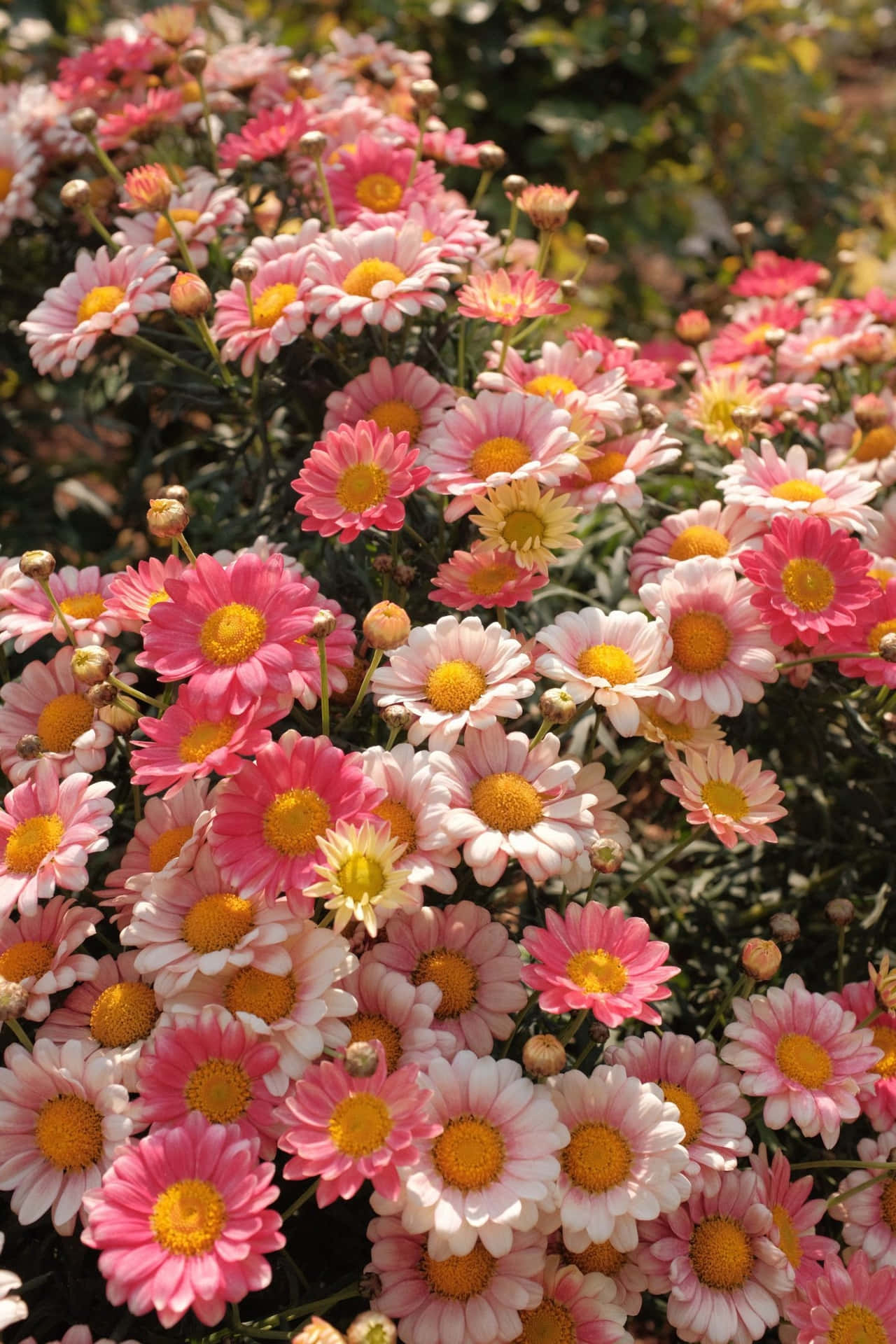 Pink And White Flowers In A Garden Wallpaper