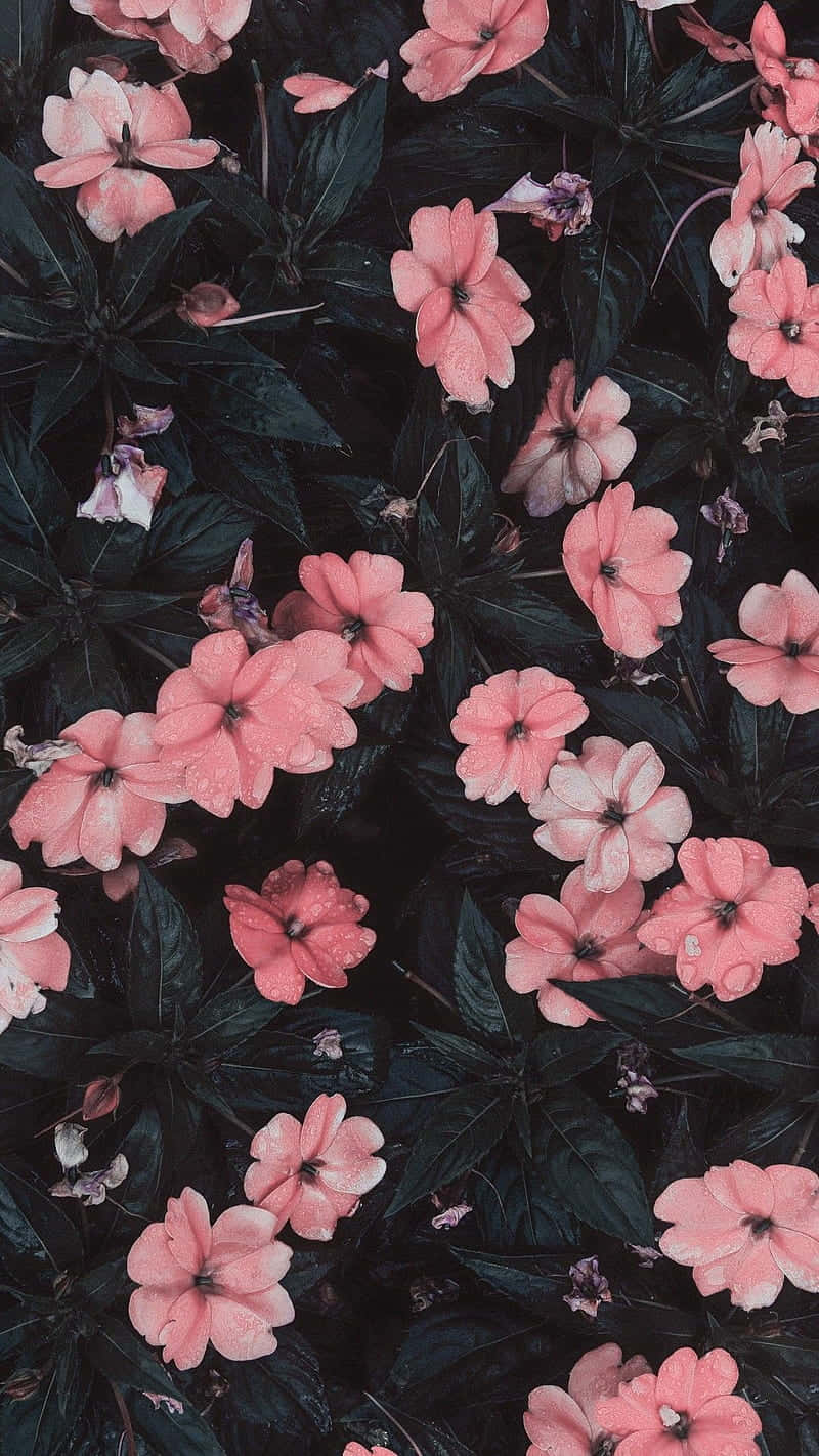 Pink Flowers On A Black Background Wallpaper