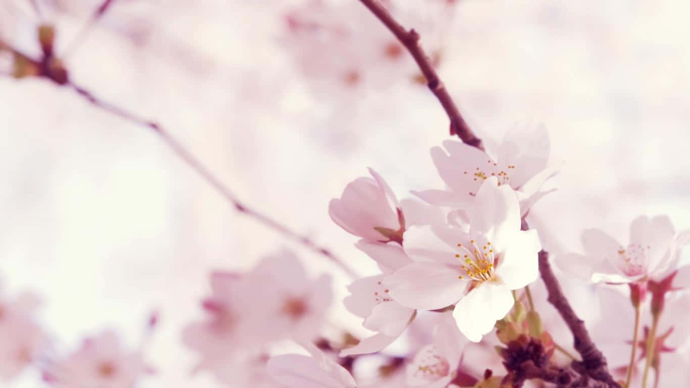 A Close Up Of A Cherry Blossom Tree Wallpaper