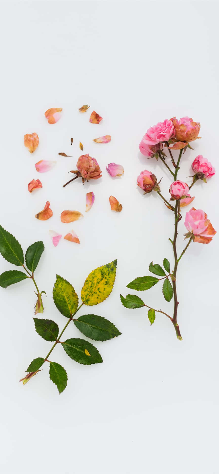 Unaflor Bonita, Colorida Y Vibrante En Plena Floración Fondo de pantalla
