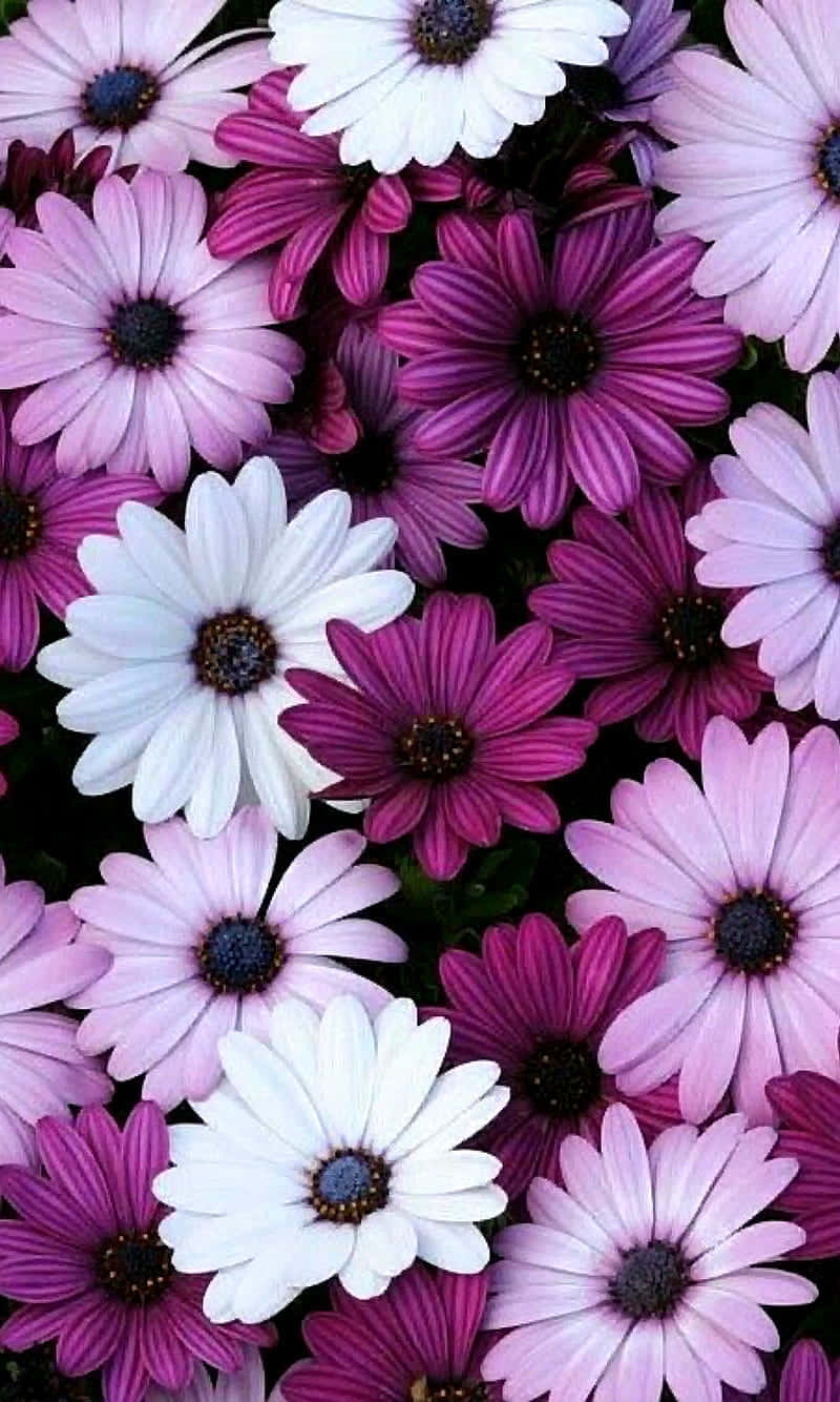 A Close Up Of Purple And White Daisies Wallpaper