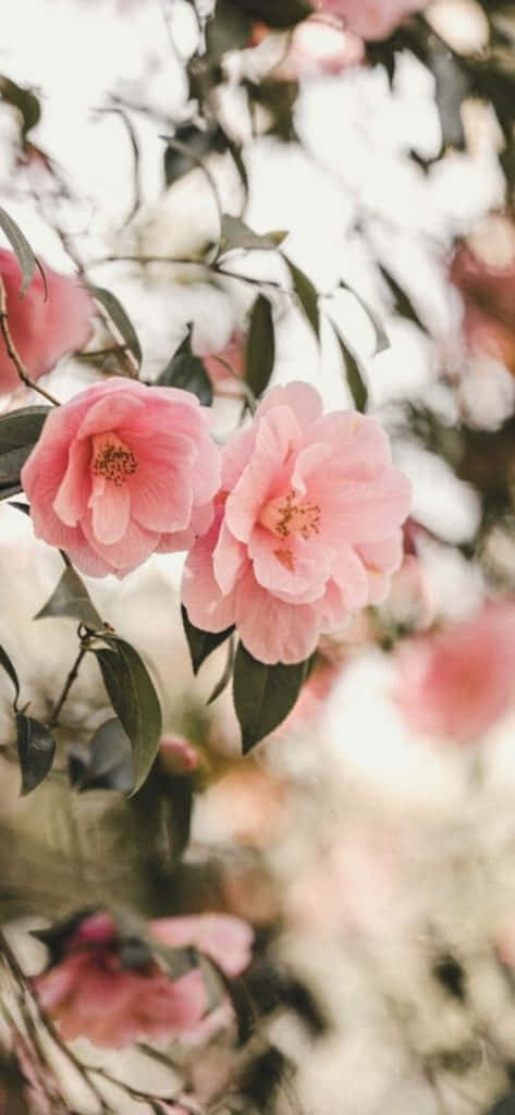Pink Flowers On A Branch With Leaves Wallpaper