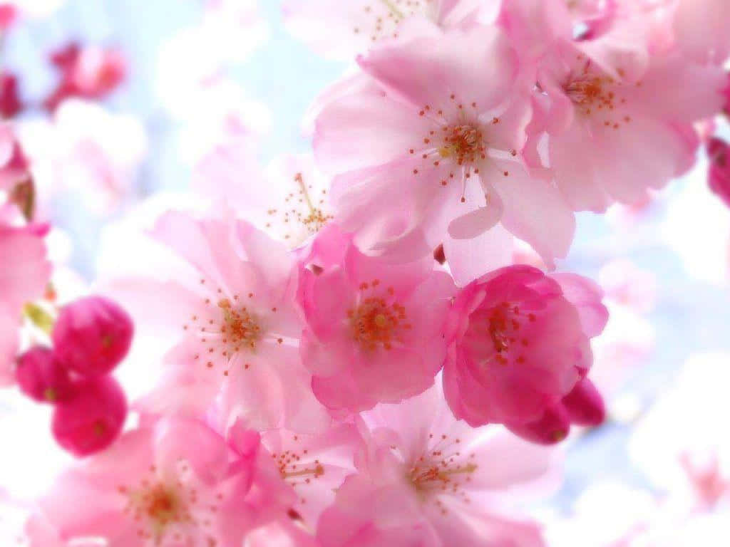 A Close Up Of Pink Flowers On A Tree Wallpaper