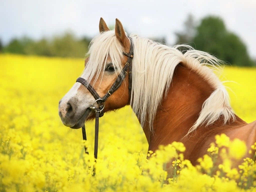 "Beautiful Brown Horse Looking Off Into the Distance"