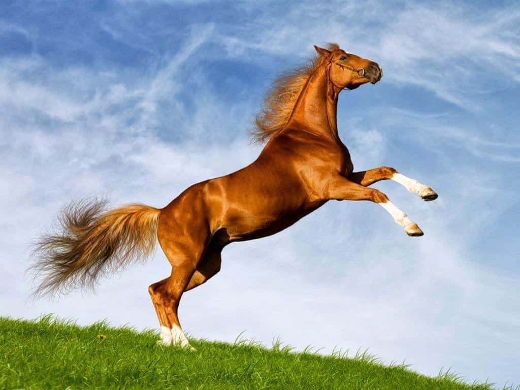 "A beautiful white stallion galloping through a grassy green meadow."