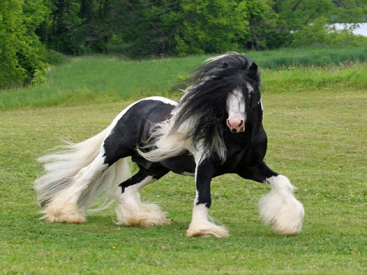 A Black And White Horse Running In A Field