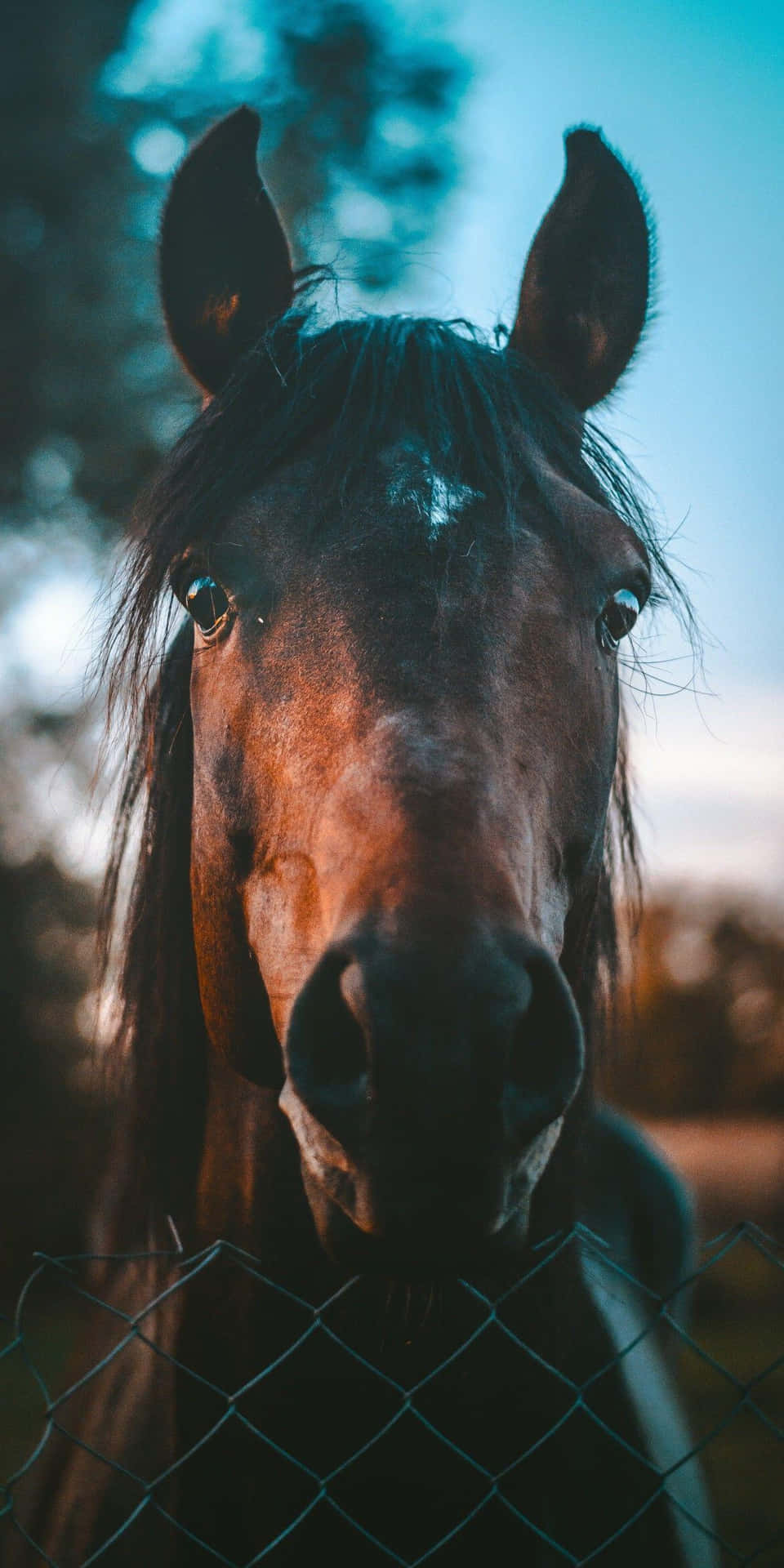 Bellezzae Grazia - Un Magnifico Cavallo Che Pascola Tranquillamente