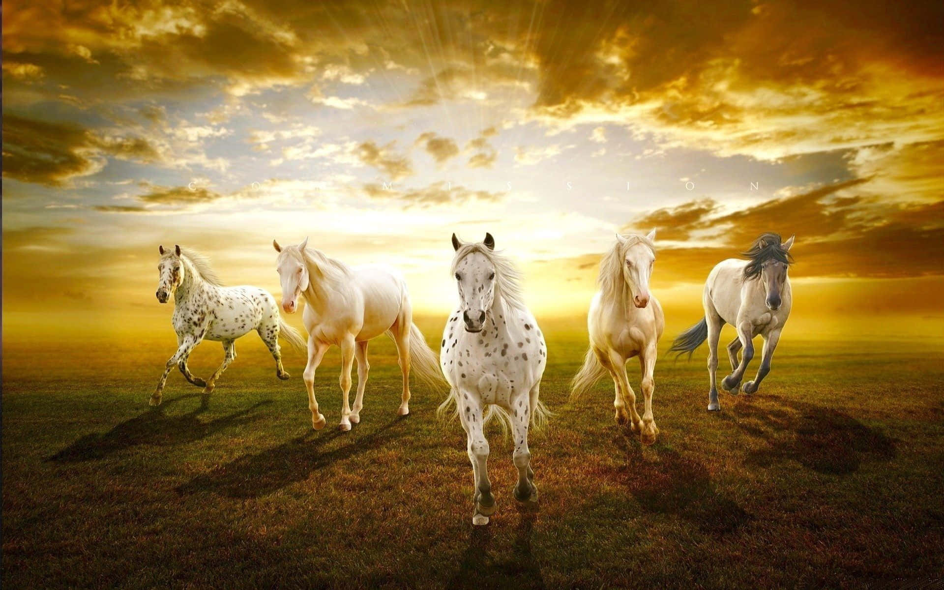 Bildmajestätiskt Vackert Häst Mot En Gyllene Solnedgång