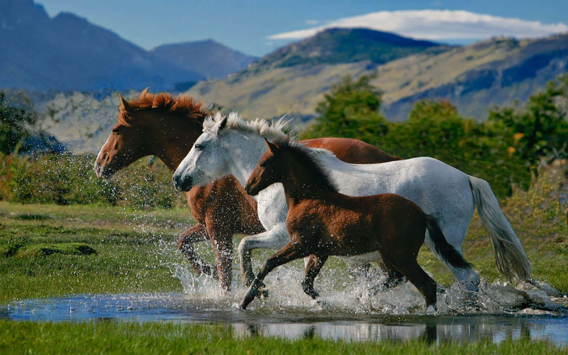 "A beautiful chestnut horse running atop vibrant green meadow"