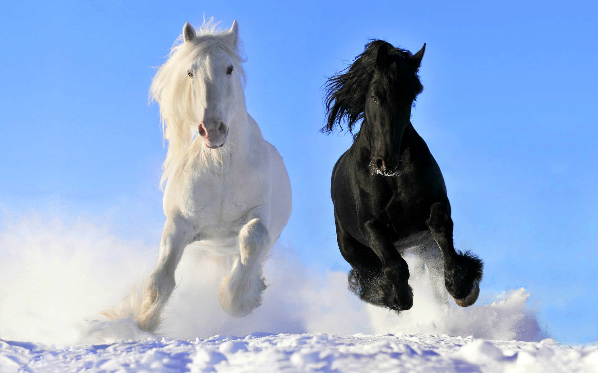 Majestic White Horse Running Across the Field