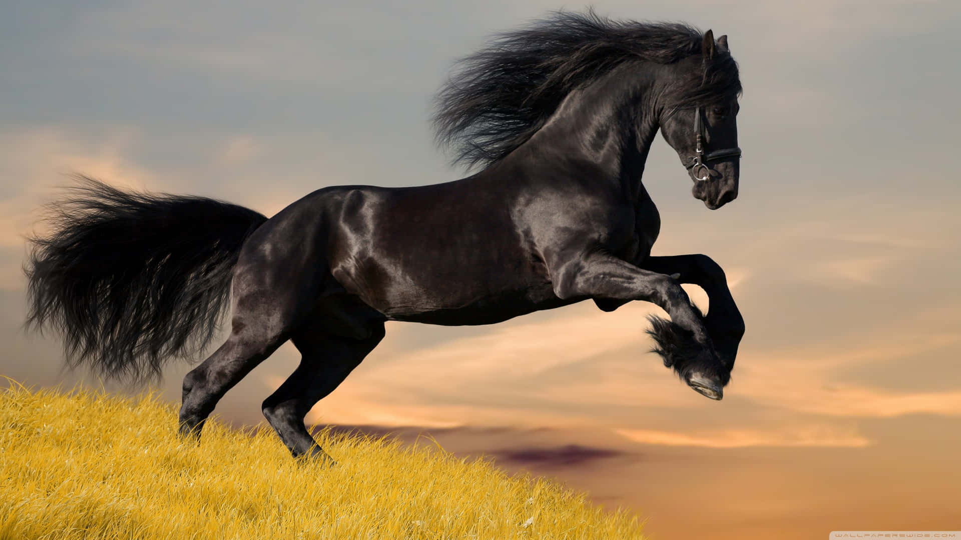 Skönheteni Det Vilda - Vacker Häst