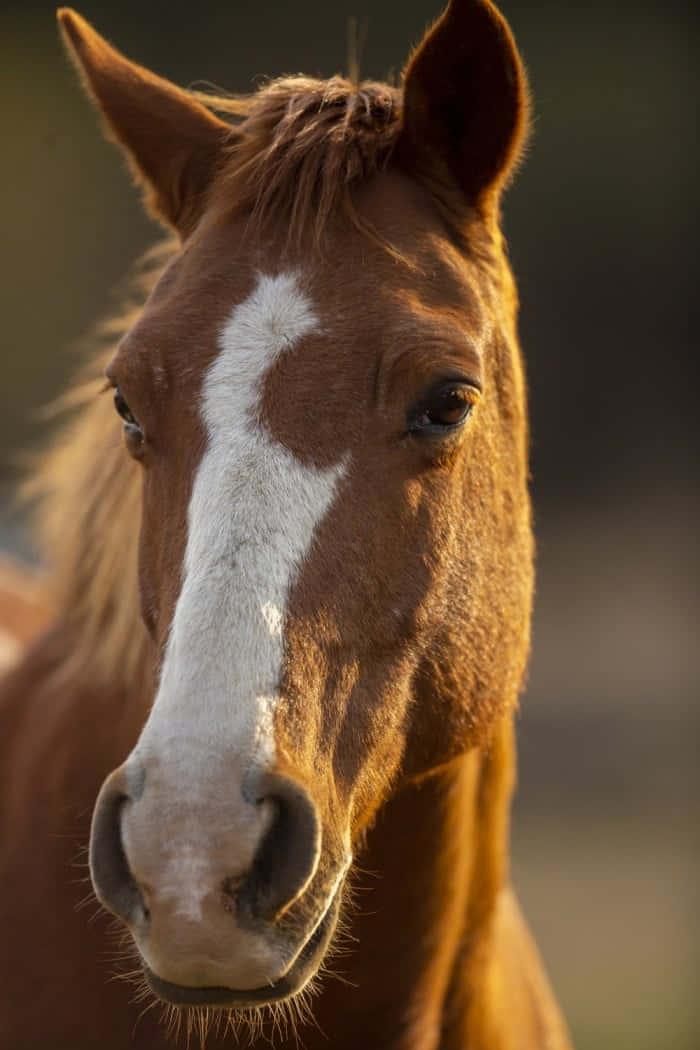 A Brown Horse Is Staring At The Camera