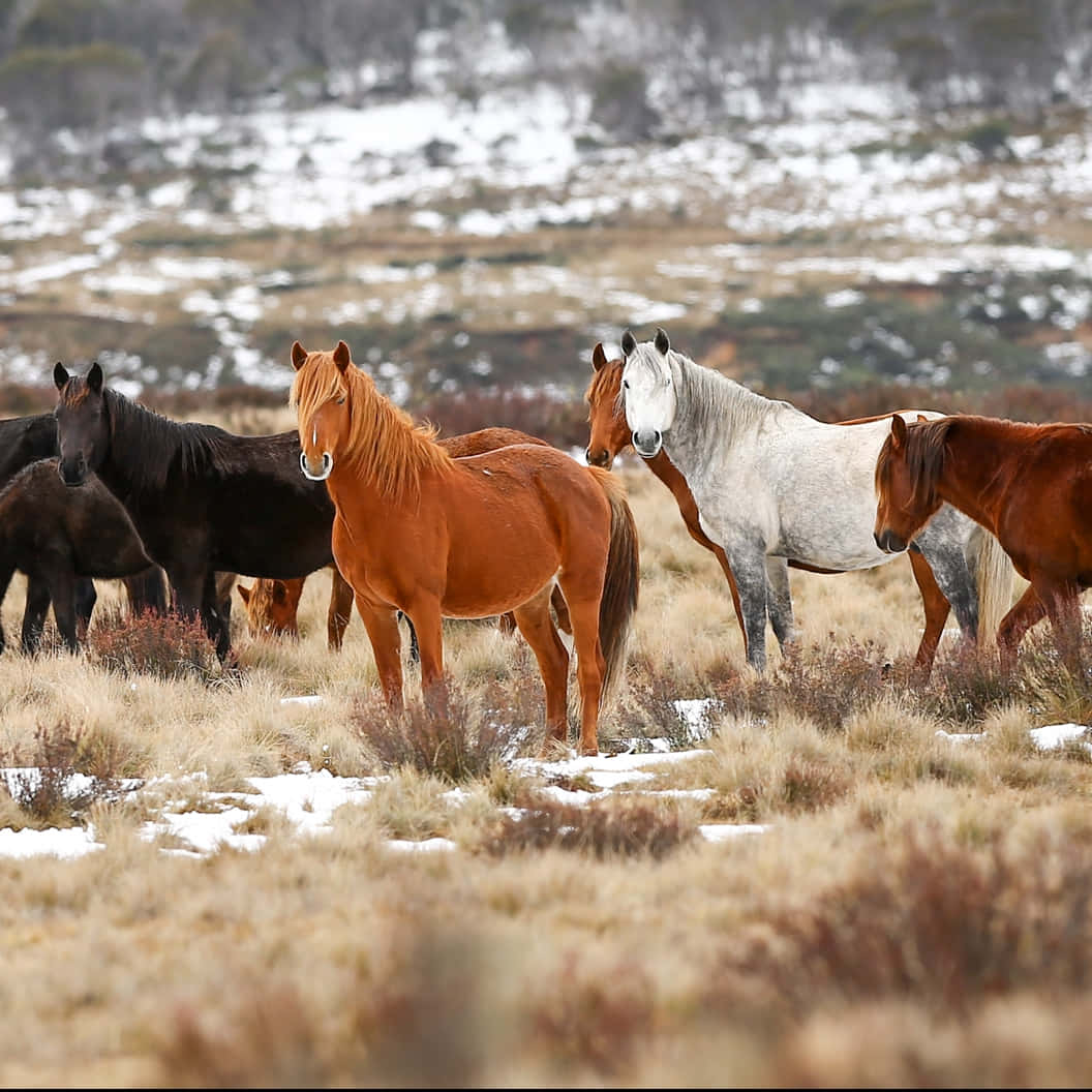 Pretty Horses Grazing in an Open Field