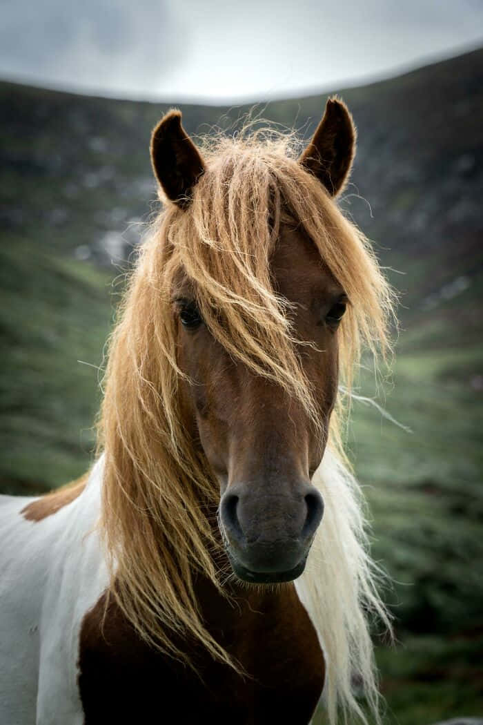 A Horse With Long Hair