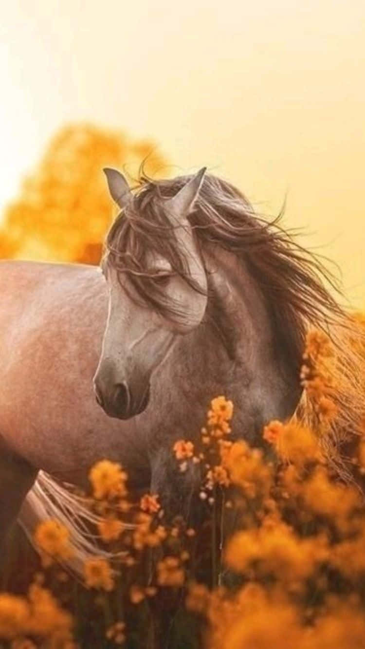 Beautiful Horses at Sunset