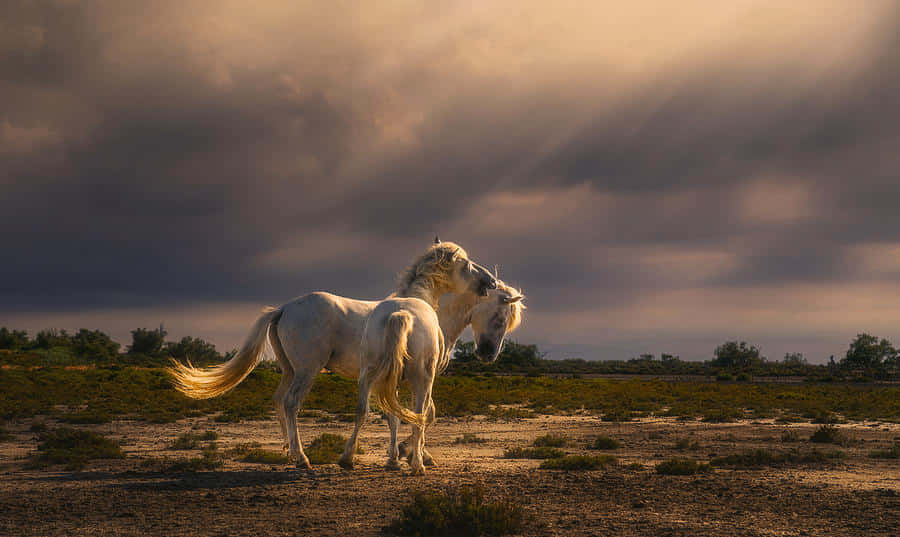 Tvåvackra Hästar Som Betar Vänligt