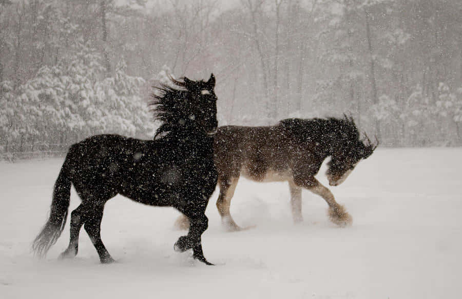 Tvåhästar Som Springer I Snön