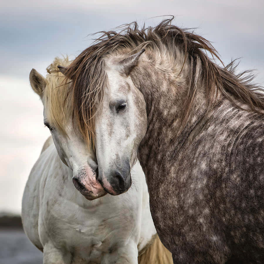 Tvåhästar Står Tillsammans På Stranden.