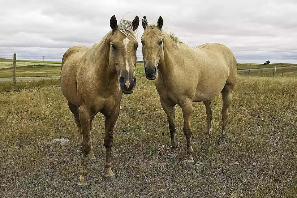 Two beautiful horses standing in the summer grass