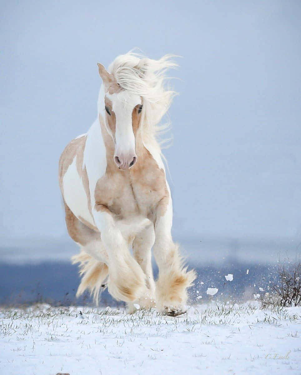 Beautiful Pretty Horses Running Free